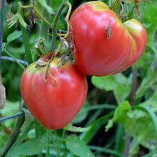  50 Graines de Tomate Coeur de Boeuf Rose, Pink Oxheart Tomato seeds