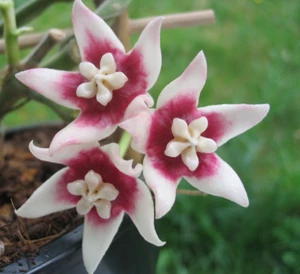 große blühfähige Hoya stargazer Nr 1 - Bild 1 von 7