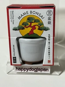 HACO MAME BONSAI miniatura bonsái AKAMATSU kit de jardinería de cultivo de JAPÓN - Imagen 1 de 13