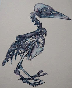 Original ink wash drawing of the skeleton of a bird on watercolour paper - Picture 1 of 5