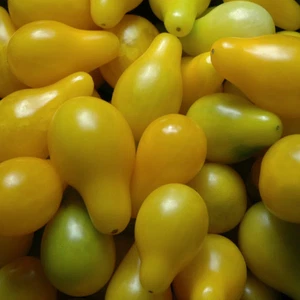 TOMATO YELLOW PEAR  300 seeds Heirloom vegetable seeds GREAT COLOUR ACID FREE - Bild 1 von 1