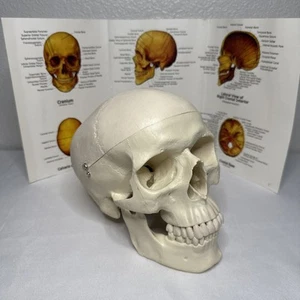 Medizinischer anatomischer menschlicher Schädel Modell 3-teilig lebensgroßer Gelenkkiefer - Bild 1 von 9