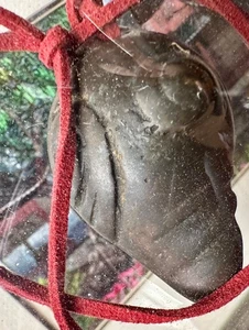 CONCHA CARACOLA AMULETO TIBETANO VINTAGE/ANTIGUA - Imagen 1 de 8