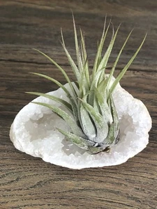 Natural Geode Air Plant Tillandsia Crystal Quartz Gemstone Home Decor Wedding. - Picture 1 of 12