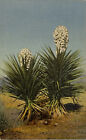 Vintage Linen Postcard Spanish Daggers Cactus Cacti In Bloom CT Art Unposted