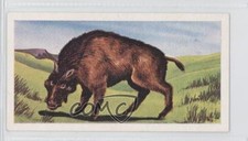 1962 Coopers Tea Prehistoric Animals Archaeotherium #9 a8x