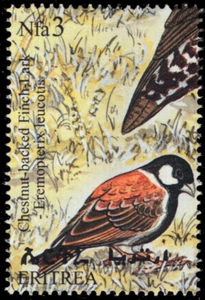 ERITREA 305g - Chestnut-backed Finch-Lark "Eremopterix leucotis" (pb93815) - Picture 1 of 1
