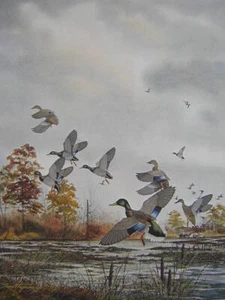 David Hagerbaumer Indian Summer Mallard Signed Limited Edition Art Print - Picture 1 of 1
