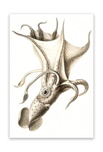 "Póster Vintage Cockeyed SQUID ILUSTRACIÓN (Sin bordes) Arte 1899 Reimpresión 19x13" - Imagen 1 de 3