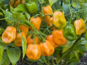 (20) Orange Habanero Hot Pepper Seeds plants - Picture 1 of 1