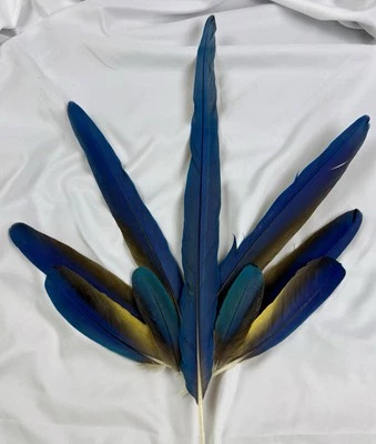 "Juego de 9 plumas cola de guacamayo azul/amarillo) 21""-5-1/2"" ver descripción para todos"  Foto 1 de 2