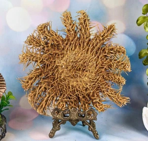 STARFISH Easel CROWN of THORNS Taxidermy Oddities Curiosities display gift - Picture 1 of 9