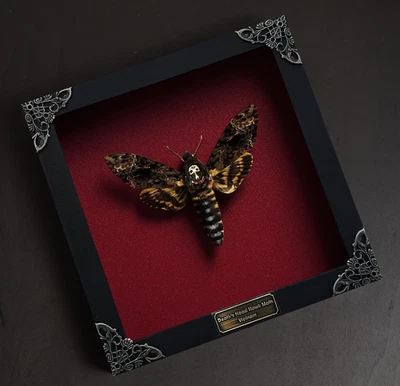 Taxidermy Butterfly And Beetle Real Insect Specimen Display Frame Oddities Decor - Image 1 of 3