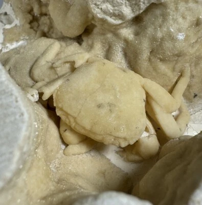 REPAIRED 1.75 Inch Travertine Crab Fossil Turkey, Fossil Travertine Crab Potamon - Image 1 of 4