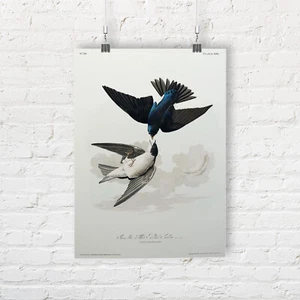 John James Audubon: White-bellied Swallow. Birds of America. Art Print/Poster - Picture 1 of 1