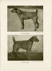 IRISCHER TERRIER BENANNTE HUNDE ANTIK 1906 SEPIA SEITE HUNDE DRUCK SUPER FRÜHE BILDER - Bild 1 von 1