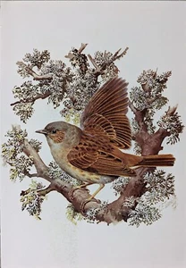 TUNNICLIFFE BIRD PRINT - DUNNOCK - Picture 1 of 1