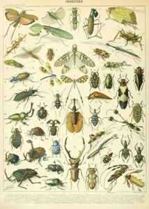 Vintage French Insect Chart Print Adolphe Millot Illustration Biology Poster  - Picture 1 of 6