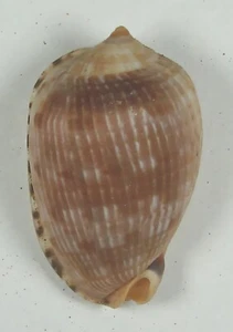 CYPRAECASSIS TESTICULUS 32.56mm BEAUTIFUL SPECIMEN Brasil - Picture 1 of 2