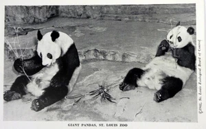 VINTAGE POSTCARD GIANT PANDAS PAO PEI AND HAPPY AT THE ST. LOUIS ZOO 1942 - Picture 1 of 2