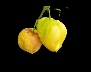 10 Rare Plant Seed Tomatillo Seed The(Queen Of Malinalco) A Pear-shaped Jewel🍐 - Picture 1 of 4