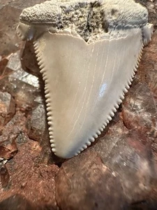 "Diente de tiburón SUMMERVILLE ANGUSTIDENS de 1,2"" familia fósil de megalodon de Carolina del Sur" - Imagen 1 de 6