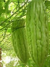  peria / large gourd true breed farm vegetable seeds  - Image 1 of 2