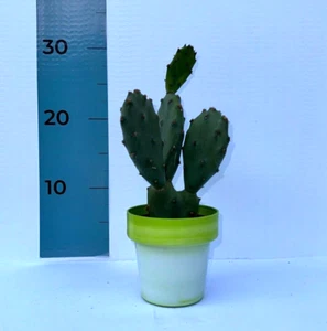 Pianta grassa di Opuntia Vulgaris CERTIFICATA in vaso colorato ⌀10 - Foto 1 di 7