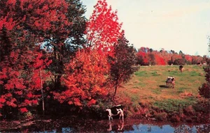 Cattle in Meadow, Greetings from Culbertson, Montana Vintage PC - Picture 1 of 2