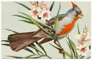 Pyrrhuloxia - National Wildlife Federation Postcard 1957 - Picture 1 of 2