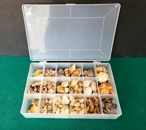 Large Seashell Collection With 11" x 7" x 2" Storage Case, Est. 200-250 pieces - Picture 1 of 10
