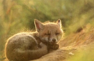 Young Fox --POSTKARTE - Bild 1 von 2