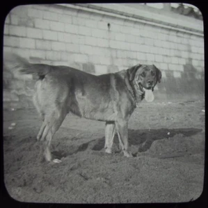Glas magische Laterne Dia ST BERNARD HUND IM SAND UM 1900 VIKTORIANISCHES FOTO - Bild 1 von 2