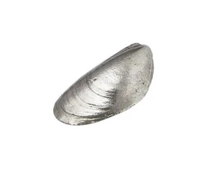 Adorno de cáscara de mejillón de peltre fundido - JK17 - Imagen 1 de 1