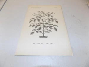 Antiker Blumendruck von 1876 / WILDKAFFEE oder, ARALIA GUILFOYLEI - Bild 1 von 1