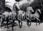 Vintage Press Photo Culture Horse By Bronze IN S.Marco print 21x27 CM