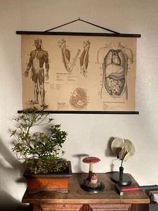 Original 1950s anatomical school chart human muscular system & internal organs. - Picture 1 of 11