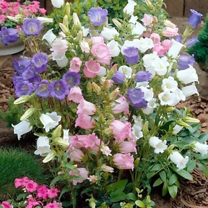 1000 seeds CANTERBURY BELLS MIX colors Campanula organic + Gift - Picture 1 of 4