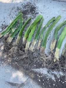 2 DRAGON FRUIT ROOTED CUTTINGS - Picture 1 of 3