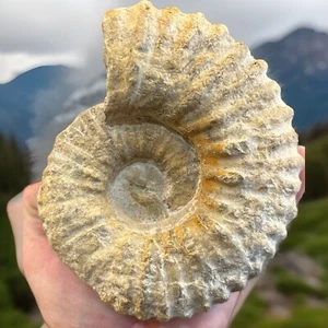 Ammonite fossil mine rough Nautiloid Cambrian Madagascar 6” X 5” - Picture 1 of 7