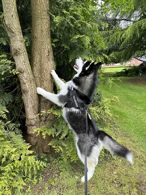 Joint Supplement for Dogs, 120 Tablets - Triple Action Mobility Support - Image 1 of 4