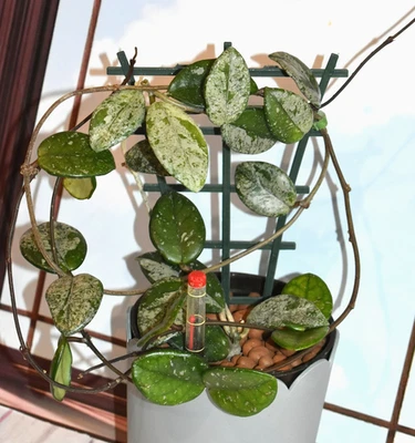 Hoya Wilbur Graves from Russia Starter Plant - Image 1 of 4