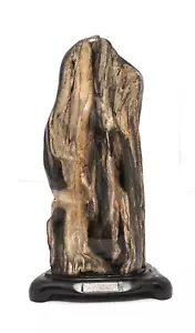 4300gr HERMOSA MADERA PETRIFICADA NATURAL PARCIALMENTE PULIDA INDONESIA - Imagen 1 de 9