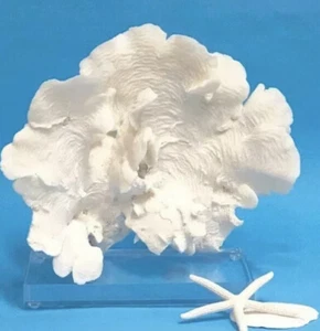 Beach Decor Real White Natural Coral Home Decor (Without Lucite Stand) - Picture 1 of 6