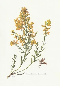Planche 85 Histoire Naturelle Flore 2 : Genêt des teinturiers - Foto 1 di 1