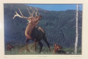Elk Harem Framed Number 9/500 Photo Print Signed Willie Holdman FoundArtShop - Picture 1 of 12