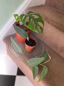 (4E BUNDLE 2 Items) Cebu Blue | Monstera Adansonii | - Picture 1 of 3