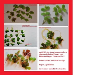 25 NANO Schwimmpflanzen Schwimmlebermoos XL-Linsen Schwimmfarn Wolfsmilch Azolla - Bild 1 von 1
