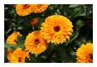 25x Marigold Indian Prince, Doppelblumig Garden Plants - Seeds KS155