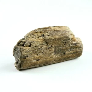 Versteinertes Holzbalkenfragment 1 Pfund 2,4 Unzen 5 Zoll x 1,25 Zoll x 2,75 Zoll Steingestein - Bild 1 von 5